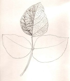 Bean leaf study