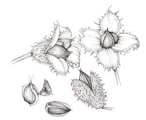 Pen and Ink Illustrations of Tree Details