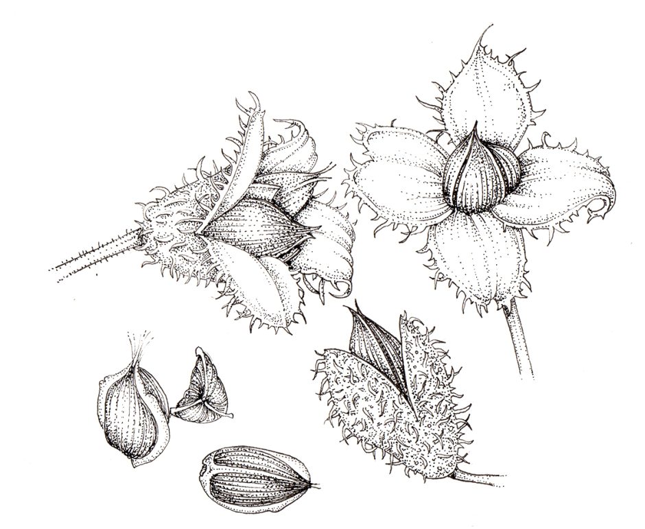 Beech Fagus sylvatica beech nuts cases and fruit pen and ink botanical