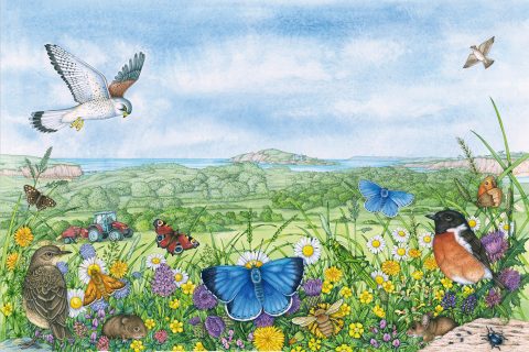 Bentham Hay Meadow (Landscape)