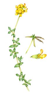 Bird’s foot trefoil