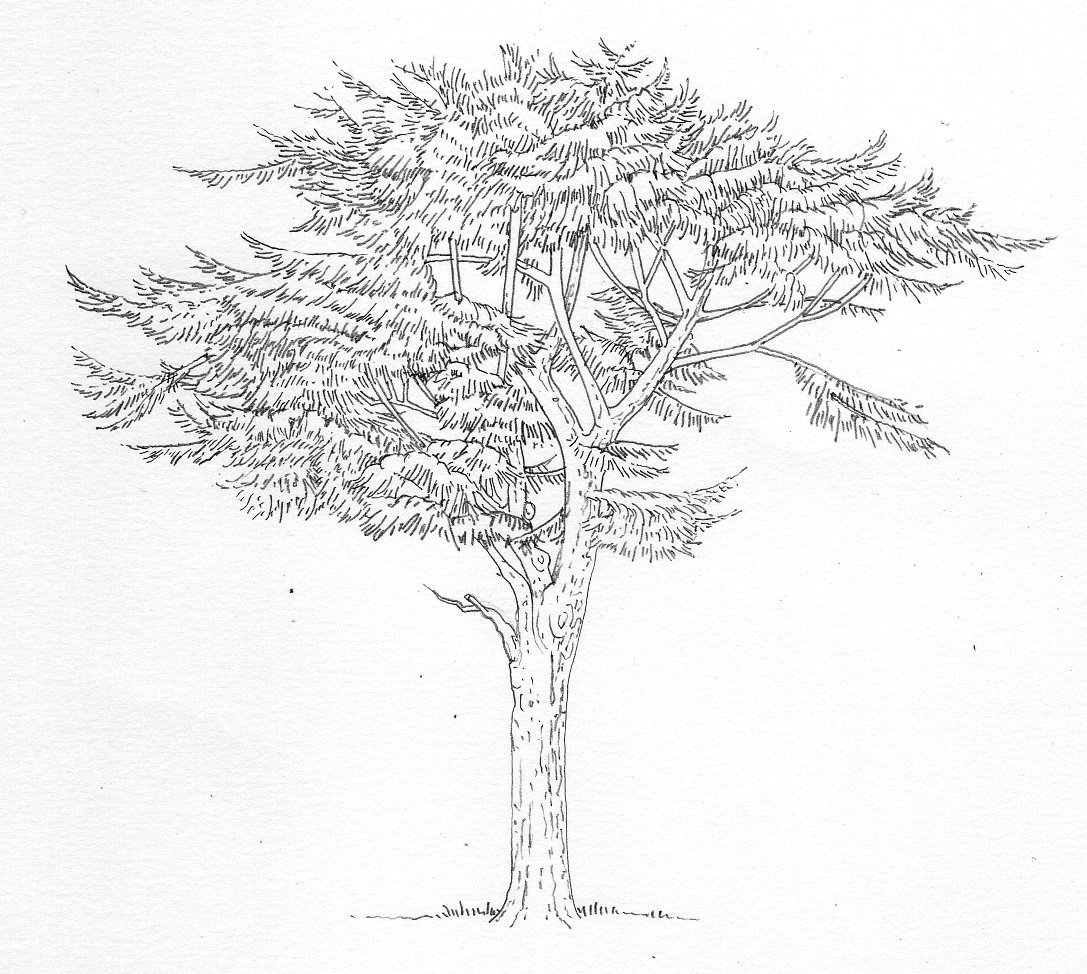 Cedar of Lebanon Cedrus libani pencil rough Botanical illustration by