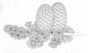 Pen and Ink Illustrations of Tree Details