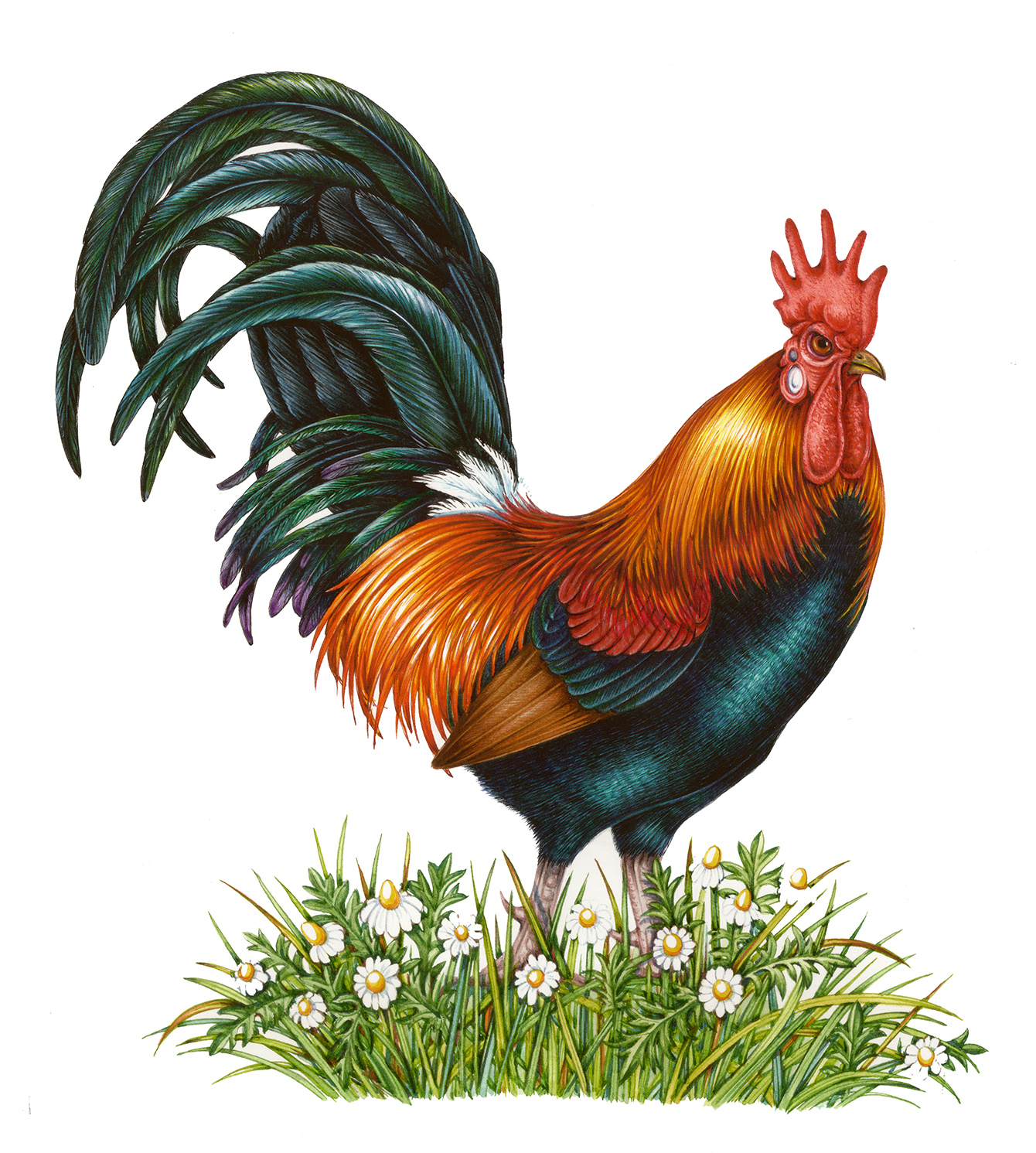 Cockerel