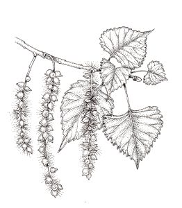 Pen and Ink Illustrations of Tree Details