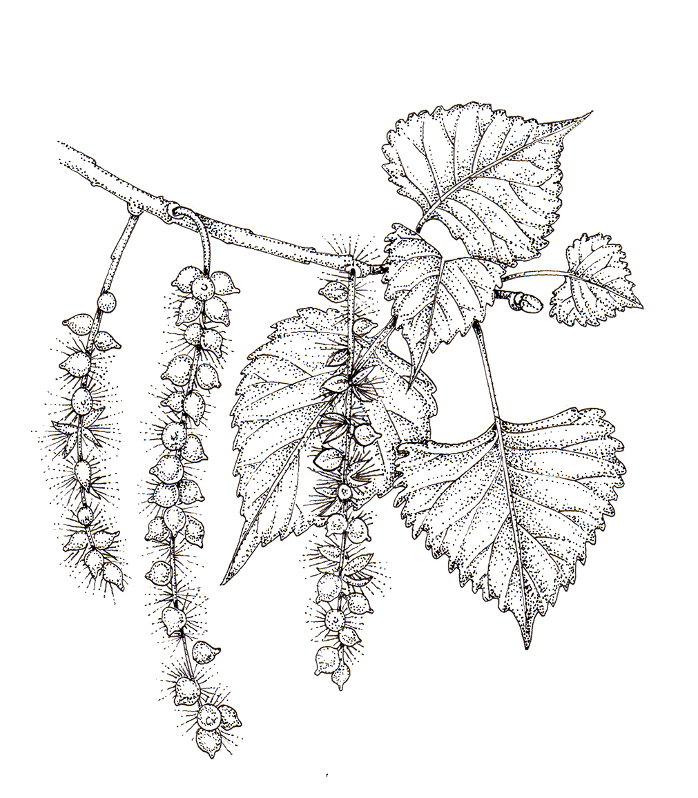 Acrostichum Brevipes Leaf Art Print By Norfolk Print Collective