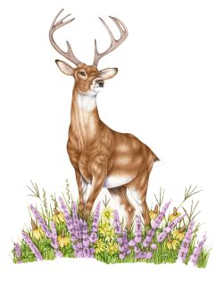 White-tailed Deer
