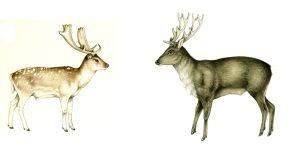 Fallow Deer and Sika Deer SOLD –