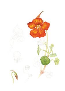 Nasturtium Sketchbook Study – SOLD