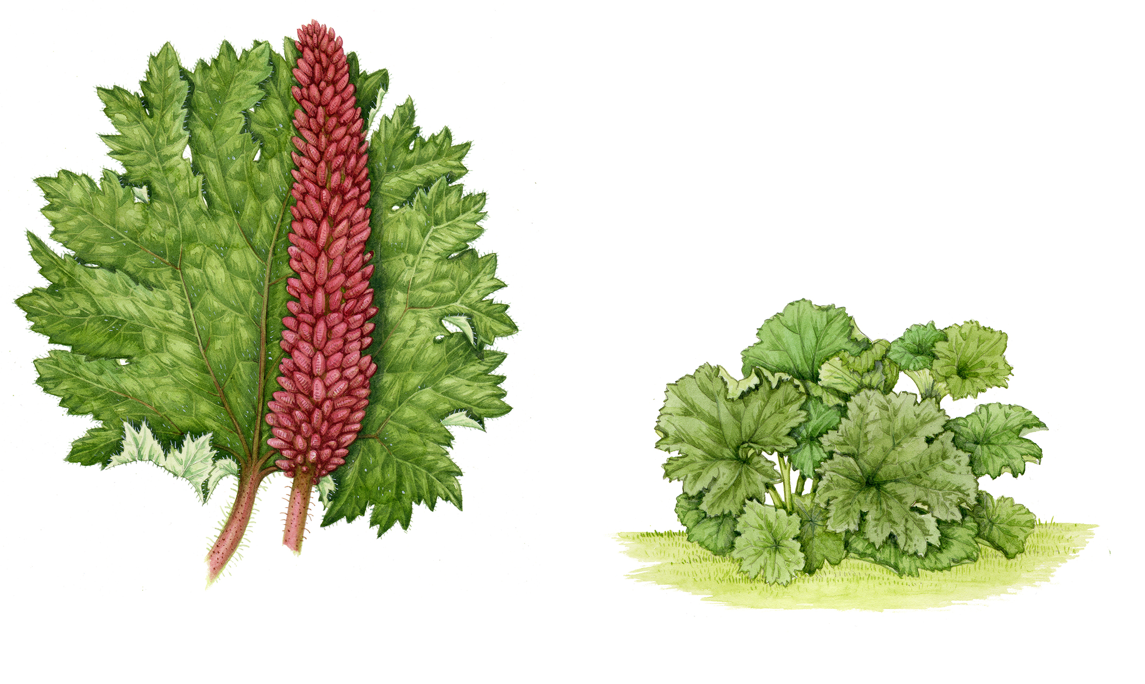 Giant Rhubarb