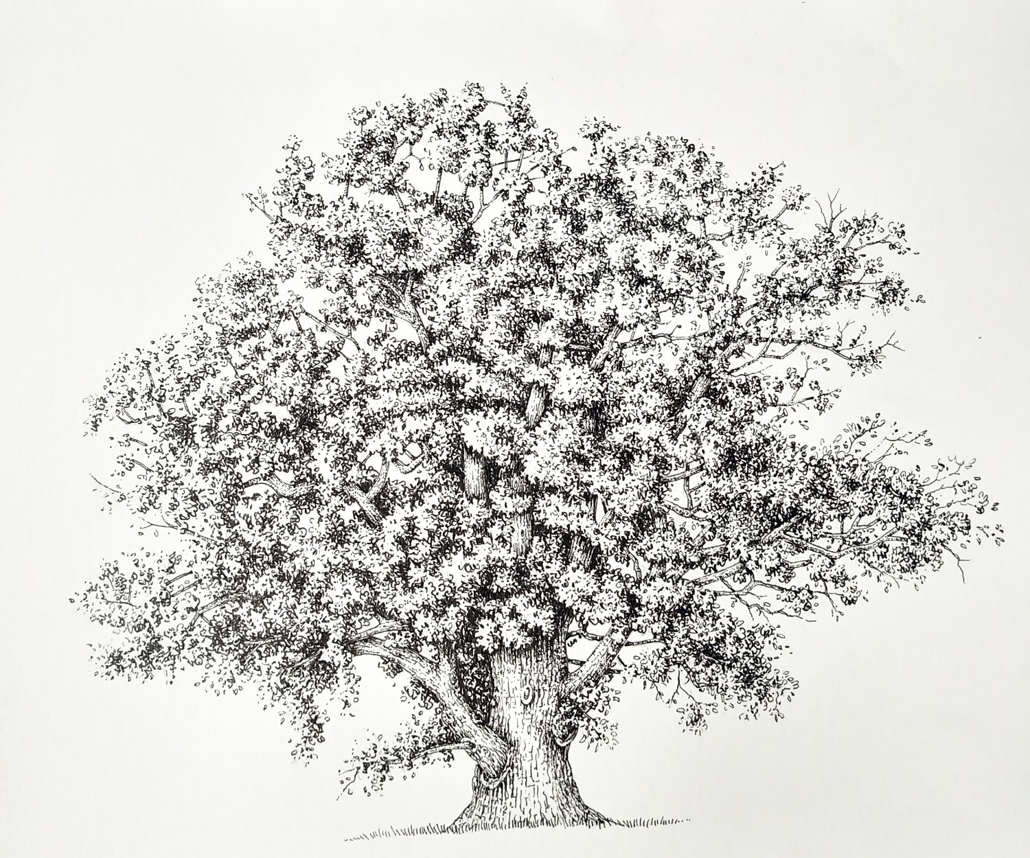 Pen and Ink Illustrations of Trees - Lizzie Harper