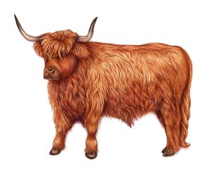 Highland Cattle