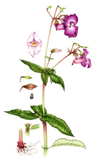 FSC Invasive species
