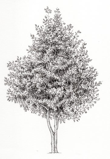 Pen And Ink Illustrations Of Trees - Lizzie Harper