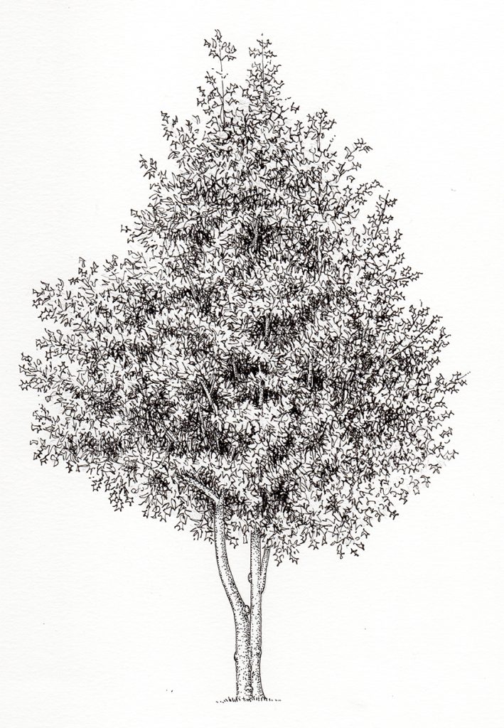 Pen and Ink Illustrations of Trees - Lizzie Harper