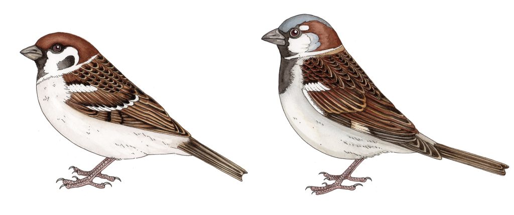 tree-sparrow-vs-house-sparrow-sold-lizzie-harper