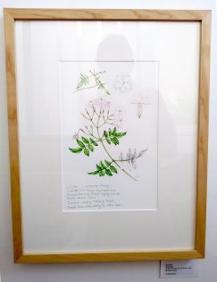 Original artwork illustrations for sale