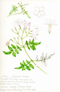 Jasmine Sketchbook Study – SOLD