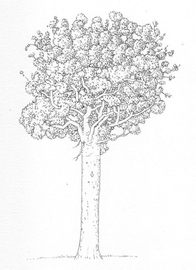 Pen and Ink Illustrations of Trees