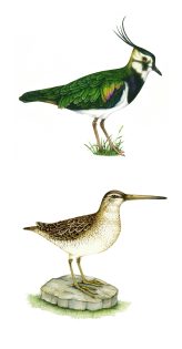 Lapwing and Snipe – SOLD –