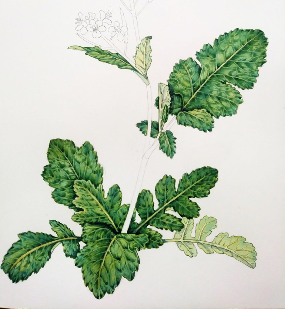 Botanical Illustration of a Brassica Leaf Lizzie Harper