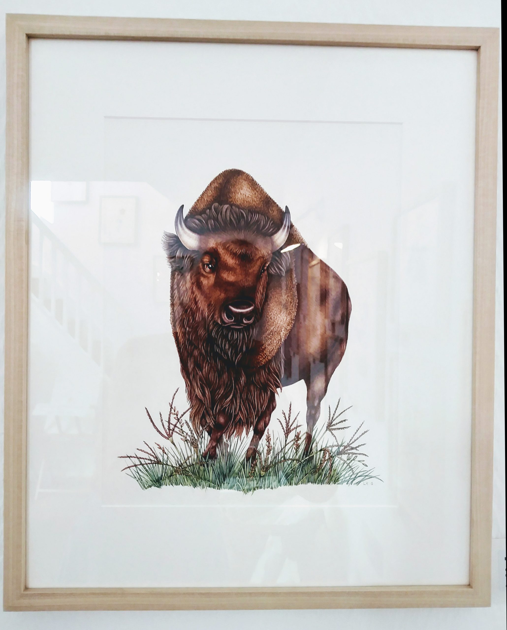 bison