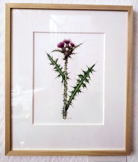 Marsh thistle Cirsum palustre