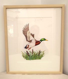 Original artwork illustrations for sale