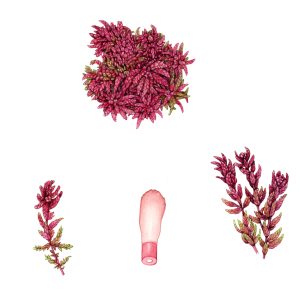 Magellanic Bog Moss – SOLD –