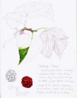 Mulberry – SOLD –