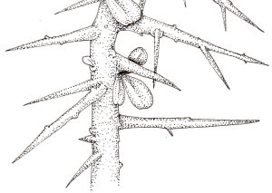 Pen and Ink Illustrations of Tree Details