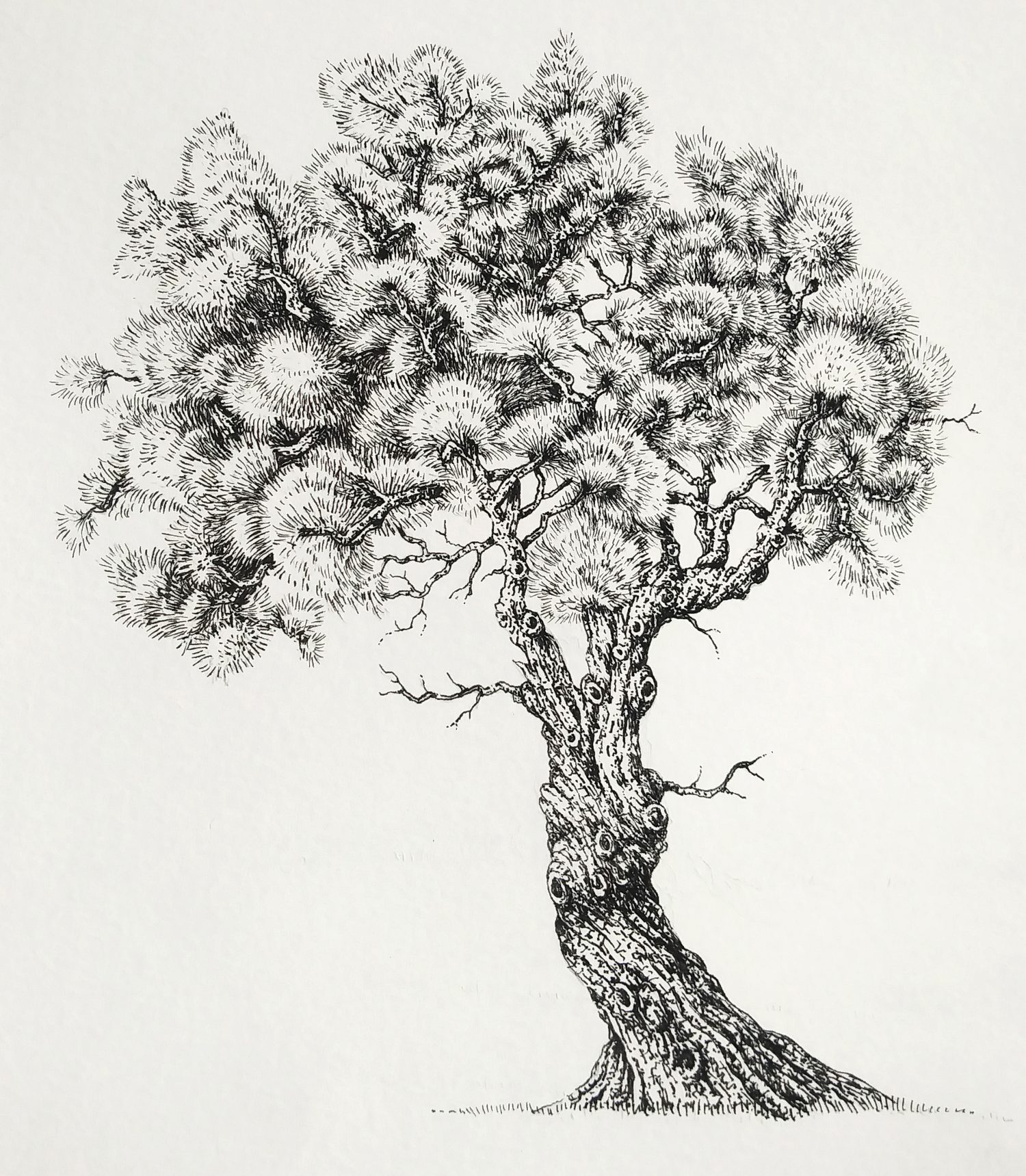 Pen and Ink Illustrations of Trees Lizzie Harper