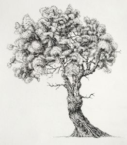 Pen and Ink Illustrations of Trees