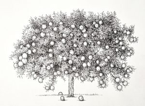 Pen and Ink Illustrations of Trees