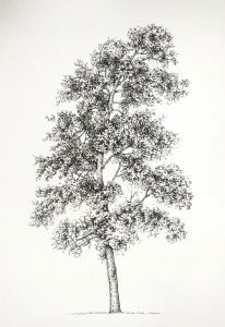 Pen and Ink Illustrations of Trees