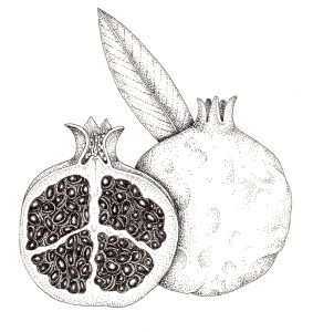 Pen and Ink Illustrations of Tree Details