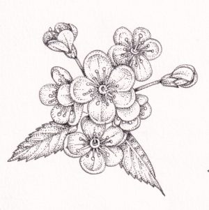 Blossom of Rowan Sorbus acuparia