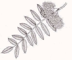 Rowan Sorbus aucuparia leaves and blossom