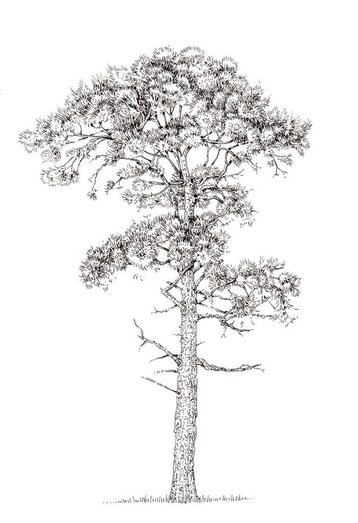 Pen and Ink Illustrations of Trees