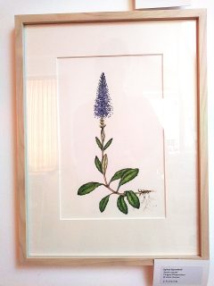 Original artwork illustrations for sale