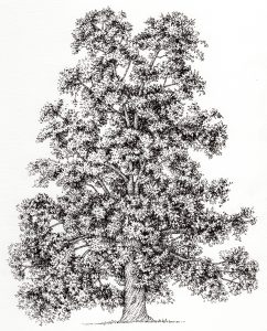 Pen and Ink Illustrations of Trees
