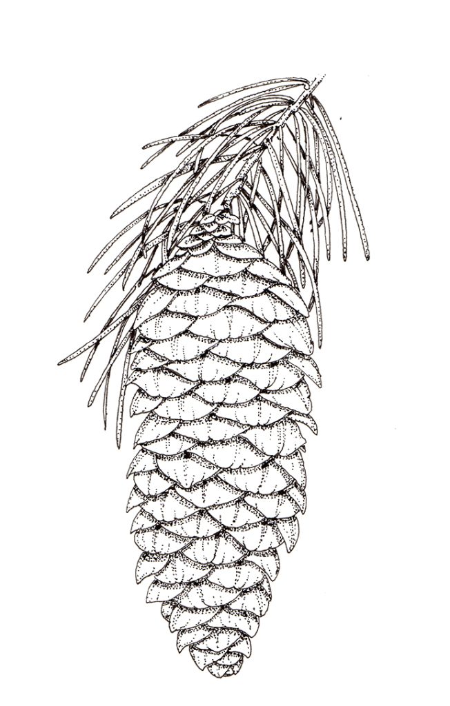 Pen and Ink Illustrations of Tree Details