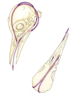 Woodpecker skull – SOLD –
