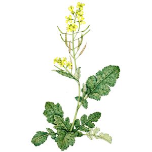 Yellow or Indian mustard Brassica juncea