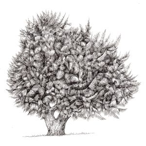 Pen and Ink Illustrations of Trees