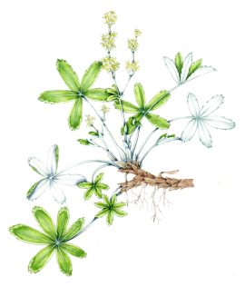 Alpine Ladies Mantle