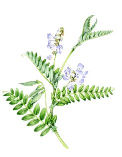 Bitter wood vetch