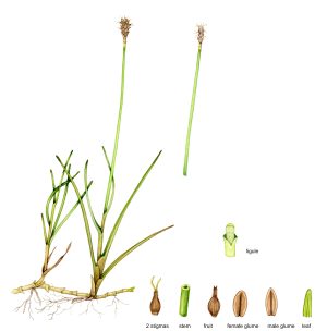 Sedge Dioecious sedge