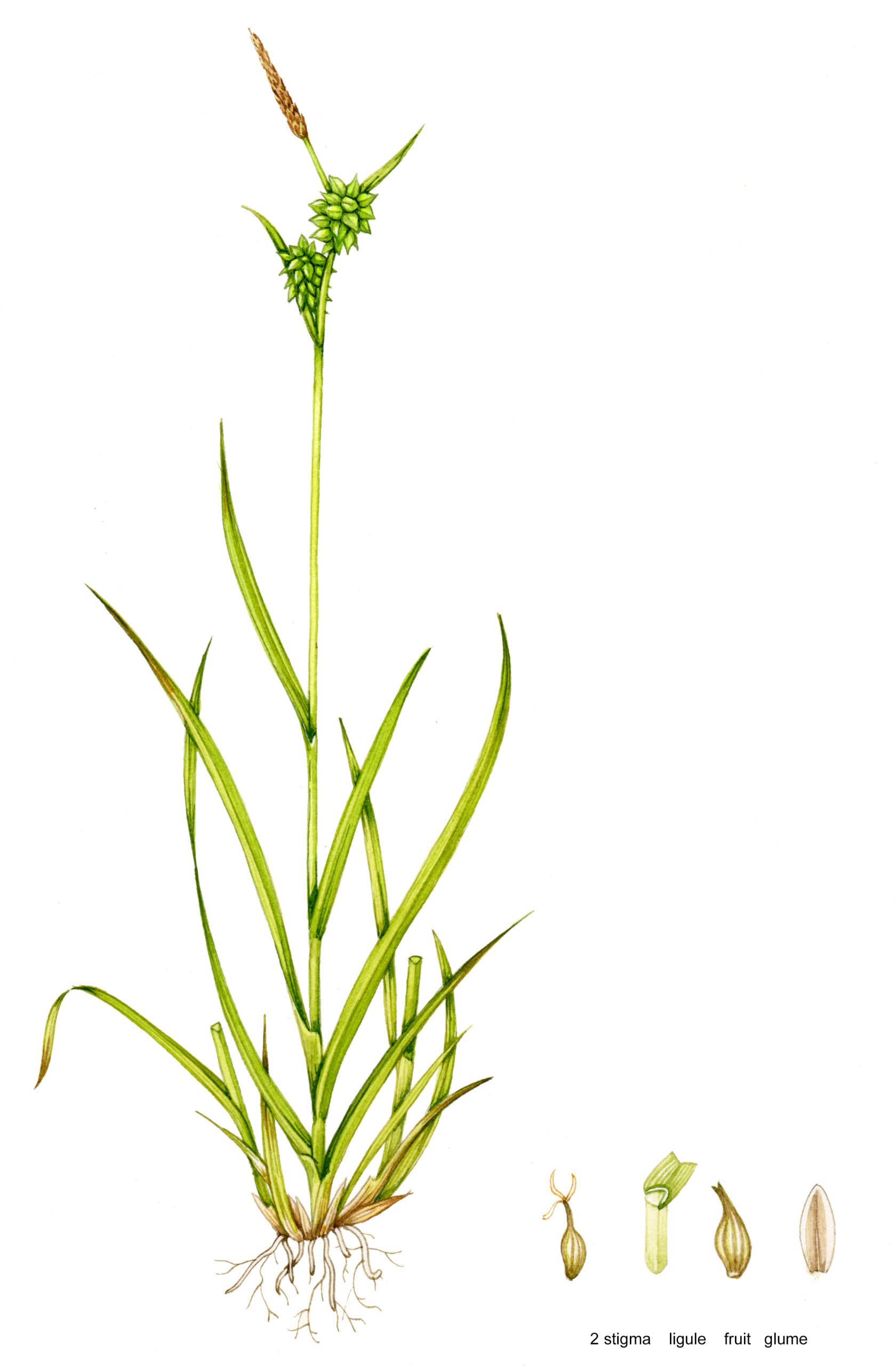 Sedge long