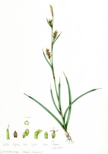 Sedge Carnation sedge Carex panicea unframed original for sale botanical illustration by Lizzie Harper